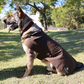 Dog Coat