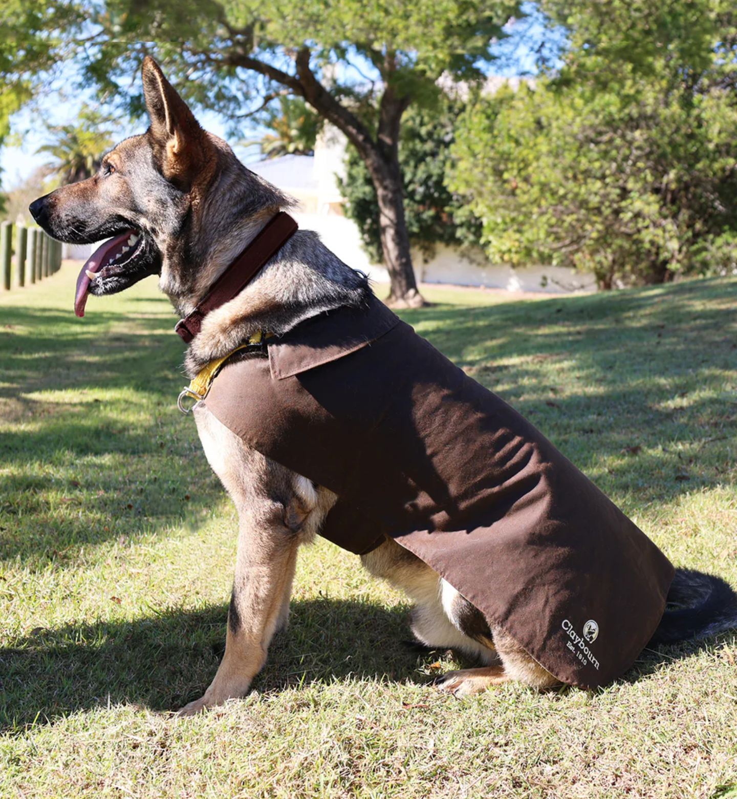 Dog Coat