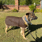 Dog Coat