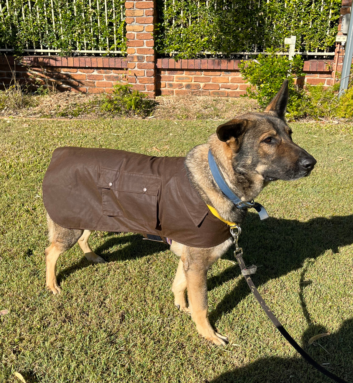 Dog Coat